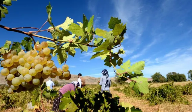 Sonbahar Onikişubat’ta bağlarda canlanıyor