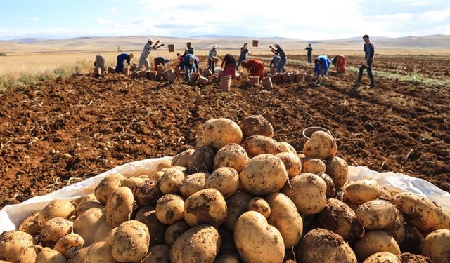 Ticaret Bakanlığı’ndan 'patates fiyatı' açıklaması! 'İddialar gerçeği yansıtmıyor'