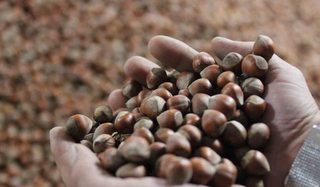 Sakarya, Düzce, Kocaeli güncel fındık fiyatları: TMO mu, tüccar mı daha yüksek veriyor?