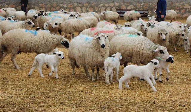 İşgal Hattında Gece Baskını: 150 Hayvanı Çalıp Kayıplara Karıştılar