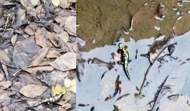 Nadir rastlanan benekli semender Kahramanmaraş'ta görüldü