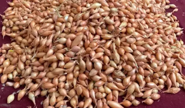 'Toprak Hazır' Alarmı: Soğan Tohumları Şimdi Ekilmeli!