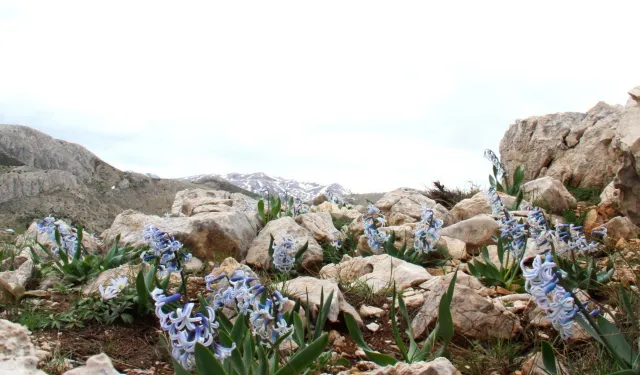Kahramanmaraş Afşin'de Karların Arasından Çıkan Mucize Çiçek