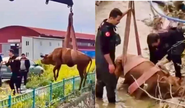 Kahramanmaraş'ta Kanala Düşen İnek İtfaiye Tarafından Kurtarıldı