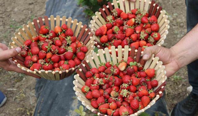 Çilek Nasıl Saklanır? Taze Çileği Bozulmadan Saklamanın 5 Püf Noktası