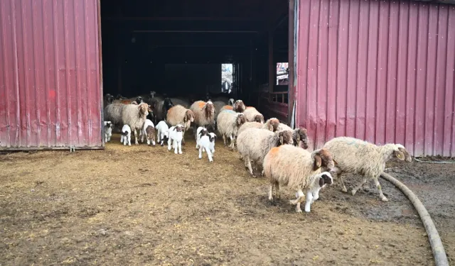 Kahramanmaraş’ta hayvancılığa dev hibe: 180 bin TL nakit desteği başladı!