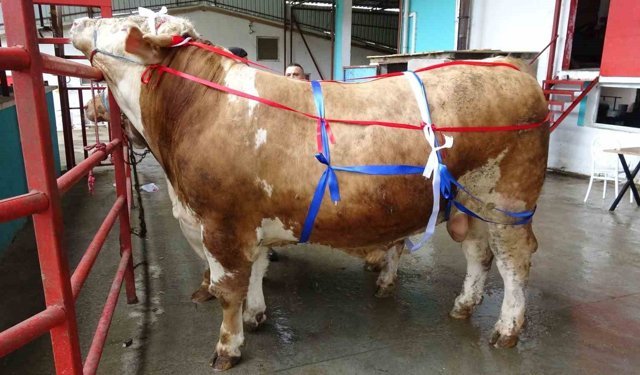 Kahramanmaraş'ta Kurban Bayramı öncesi cepler fena yanacak!