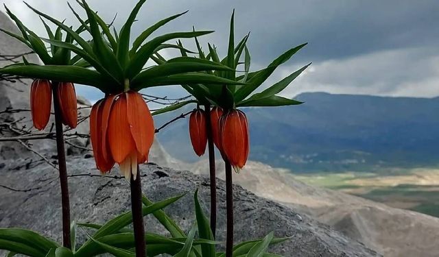 Kahramanmaraş'ta bu çiçeği koparan yarım milyondan fazla ödüyor!