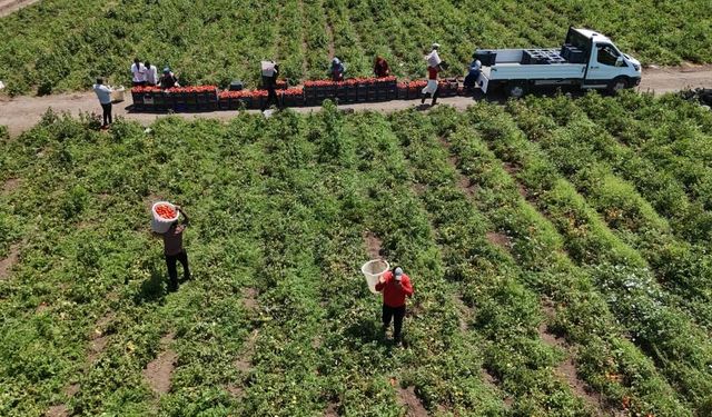 Hatay’da Hasat Başladı: Domates Tarlada 15 TL, İşçi Yevmiyesi 1100 TL