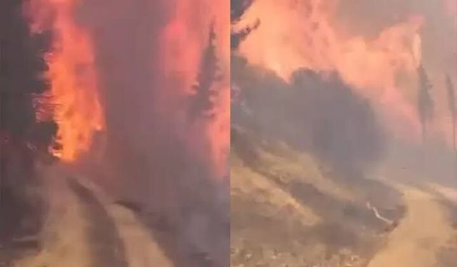 Gemlik Orman Yangını 5 Saatlik Çalışmayla Kontrol Altında