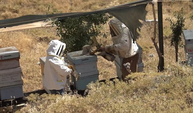 Elazığ'da Gazeteci Bal Sağımı Çekiminde Arı Saldırısına Uğradı