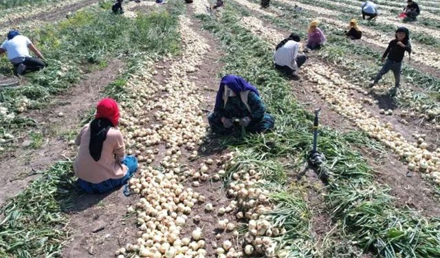 Patates Fiyatlarında Rekor Artış: Tarladan Markete Yüzde 230 Zam
