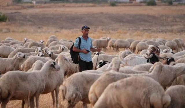 Kırıkkale'de Sahte Bağlama Oyunu: Hayvan Hırsızlığı Çözüldü
