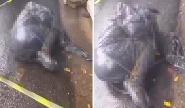 Sao Paulo'da Siyah Poşetlere Sarılı 6 Ceset Bulundu