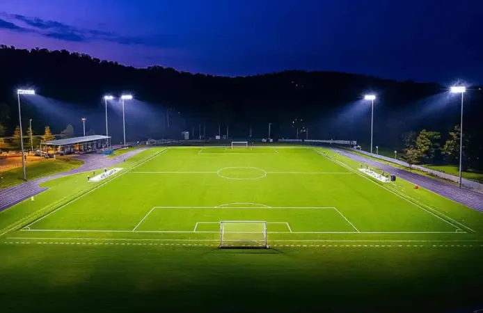 Hindistan'da Kriket Maçında Arı Dehşeti: Hakem Hayatını Kaybetti