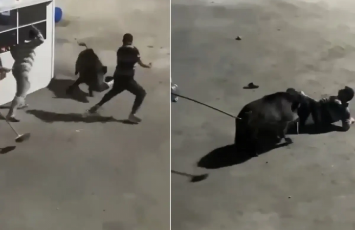 Şantiyede korku dolu anlar! Domuz işçilerin arasına daldı