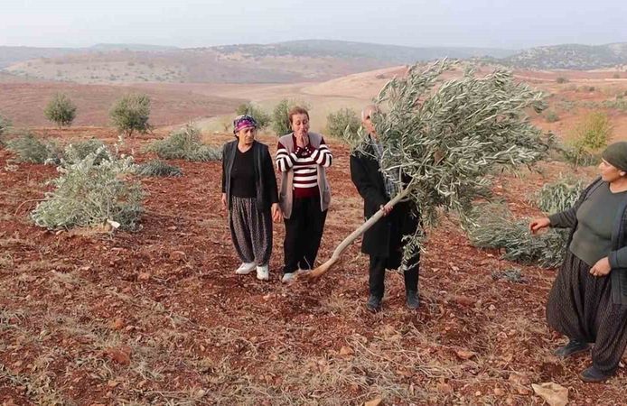 Vallahi pes! Binlerce ağacı kökünden kestiler
