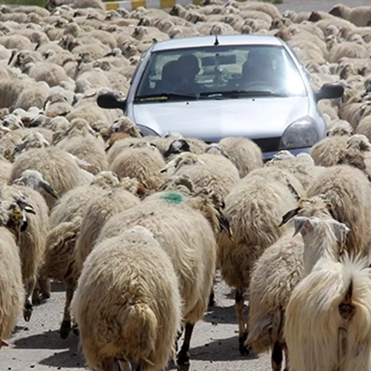 Kahramanmaraş’ta koyun sürüsü nedeniyle zincirleme kaza: 5 kişi yaralandı
