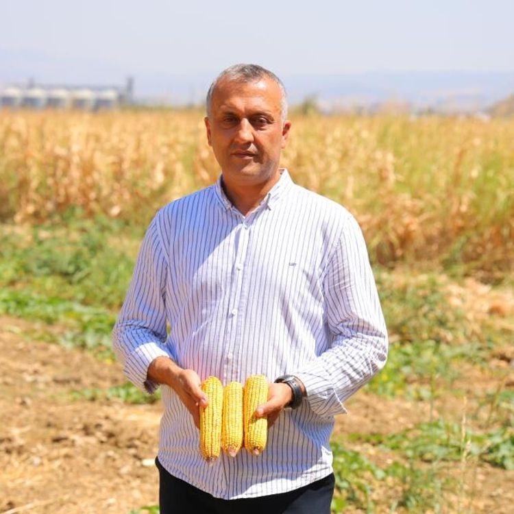 Kahramanmaraş'ta Mısır Hasadı Başladı: Verimde İklim Kaybı