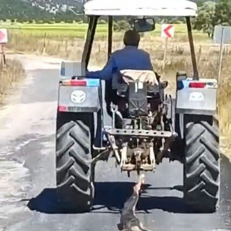 Kahramanmaraş'ta Hayvana Eziyet Anı Kameraya Yansıdı