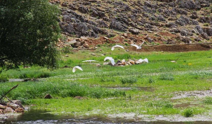 Kahramanmaraş'ta Mağaragözü Çayında göçmen kuşlar görsel şölen oluşturdu