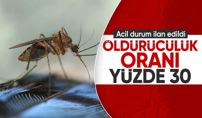 Acil durum ilan edildi:  Sivrisinek ısırıkları hayatınızı tehdit edebilir