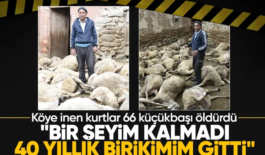 Sivas'ın Gözmen köyünde kurt saldırısı: Çiftçi 66 hayvanını kaybetti