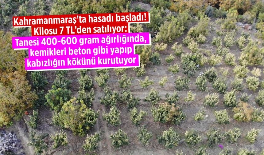 Kahramanmaraş’ta hasadı başladı: Tanesi 400-600 gram, Kilosu 7 TL, faydaları saymakla bitmiyor