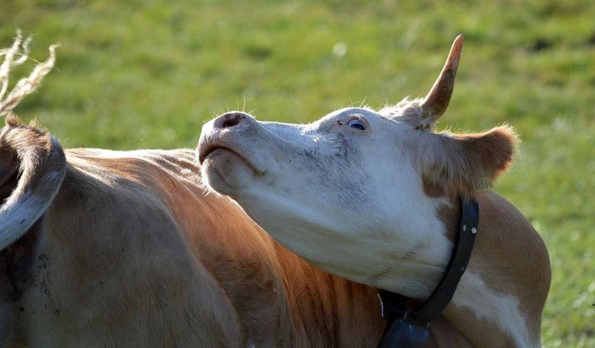 Deli Dana hastalığı nedir ve nasıl bulaşır? Belirtileri neler?