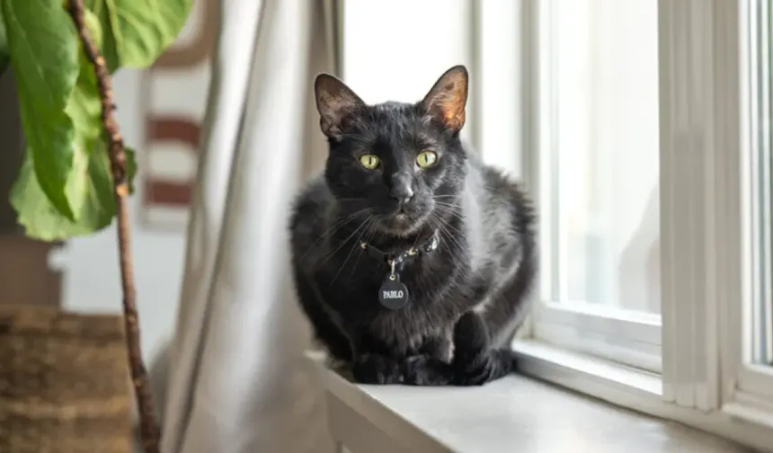 Cadılar Bayramı öncesi siyah kedi sahiplenmek yasaklandı