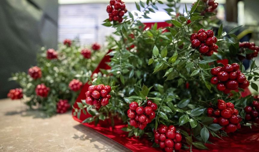 Kokina Çiçeği Nedir ve Neden Yılbaşının Vazgeçilmezidir? Hangi Dilekleri Gerçekleştiriyor?