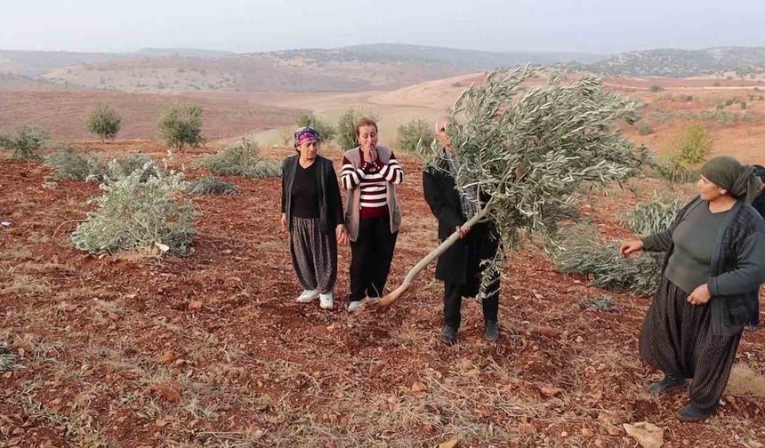 Vallahi pes! Binlerce ağacı kökünden kestiler