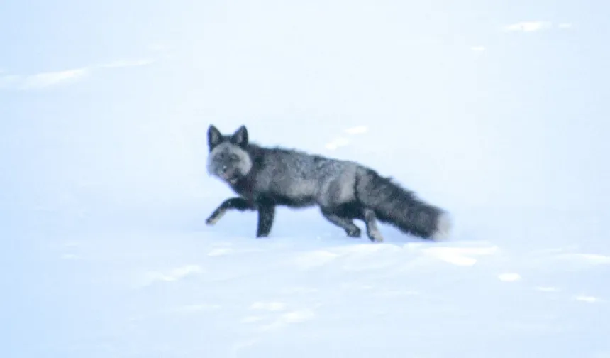50 Adet Kalmıştı: Nesli Tükenen O Canlı Yıllar Sonra Ortaya Çıktı!