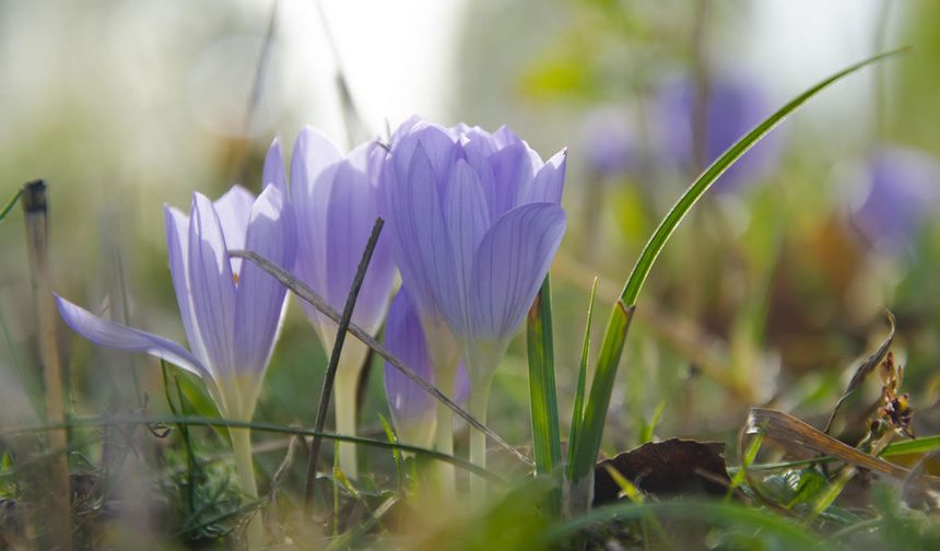 Toprağa Cemre Ne Zaman Düşer? 2026 Mart Ayı Cemre Takvimi