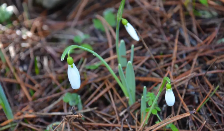 Kahramanmaraş'ta koparan yandı: Ceza 700 bin liraya dayandı