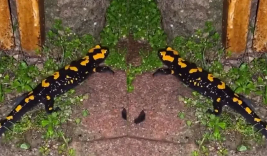 Nesli tükenme tehlikesinde: Kahramanmaraş'ta görüldü