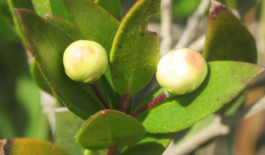Mezarlara neden mersin dalı bırakılır? İşte asırlardır süren o geleneğin sırrı!