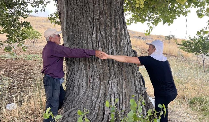 Kahramanmaraş'ta 300 yıllık kavak ağacı