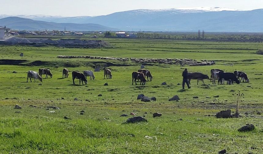 Ardahan Gürçayır Mahallesi'nde Kuduz Virüsü Alarmi