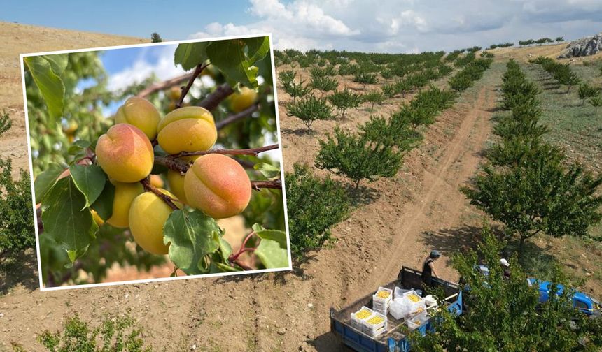 Kahramanmaraş'ta susuz arazide kayısı üretildi: Proje Türkiye birincisi oldu