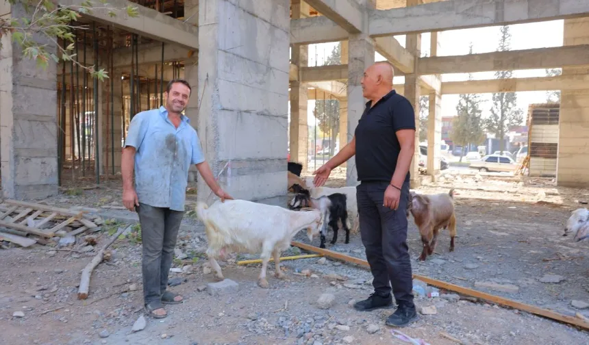 Kahramanmaraş'ta Yürek İster Görüntü: Sanayi Esnafı Kayıp 9 Keçi İçin Saatlerdir Nöbette!