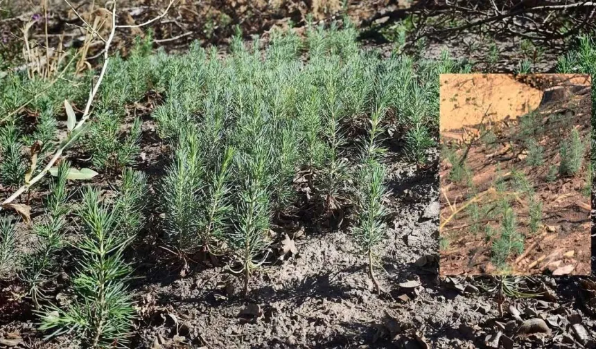 Kahramanmaraş'ta alevlere teslim olan orman küllerinden doğdu