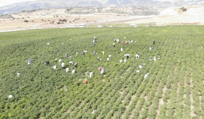 Kahramanmaraş'ta en acı hasat başladı! Fabrikada bambaşka bir lezzete dönüşüyor