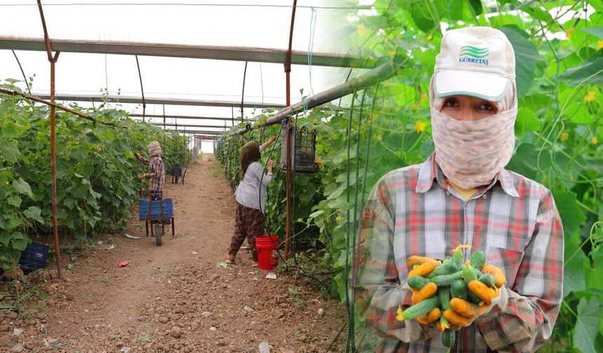 Kahramanmaraş'ta toplamak için çok kısa süreleri var! Tarlada 30 liradan, marketlerde 60 liradan satılıyor