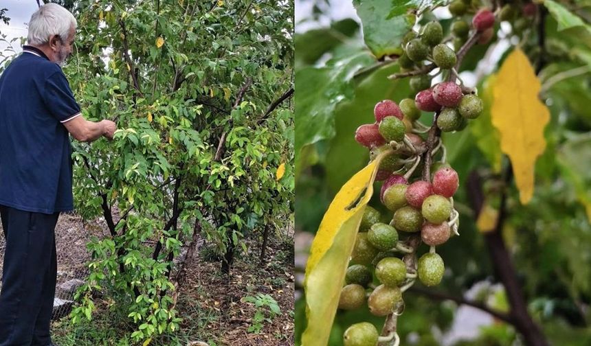 Domatesten kat kat daha güçlü! Kahramanmaraşlı çiftçi bahçesinde yetiştirdi