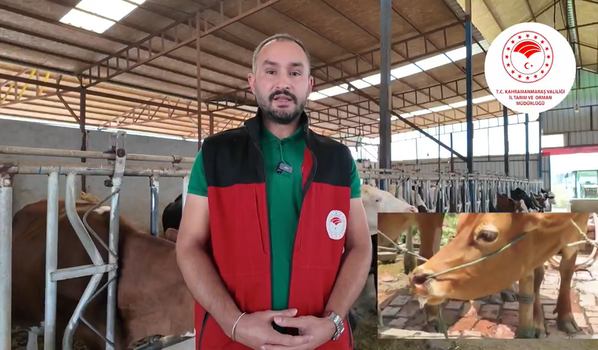 Kahramanmaraş'ta Şap Uyarısı: Belirtiler ve Önlemler