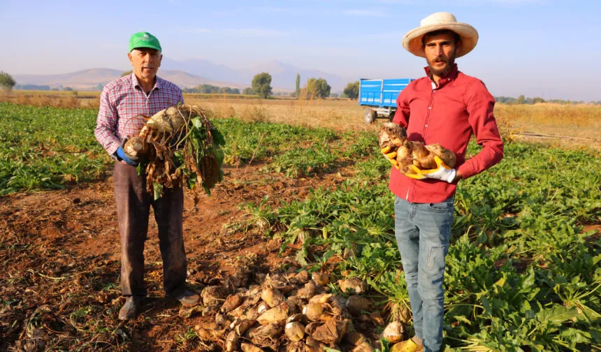 Kahramanmaraş’ta 500 Bin Tonluk Rekolte Heyecanı: Şeker Pancarı Hasadı Başladı!