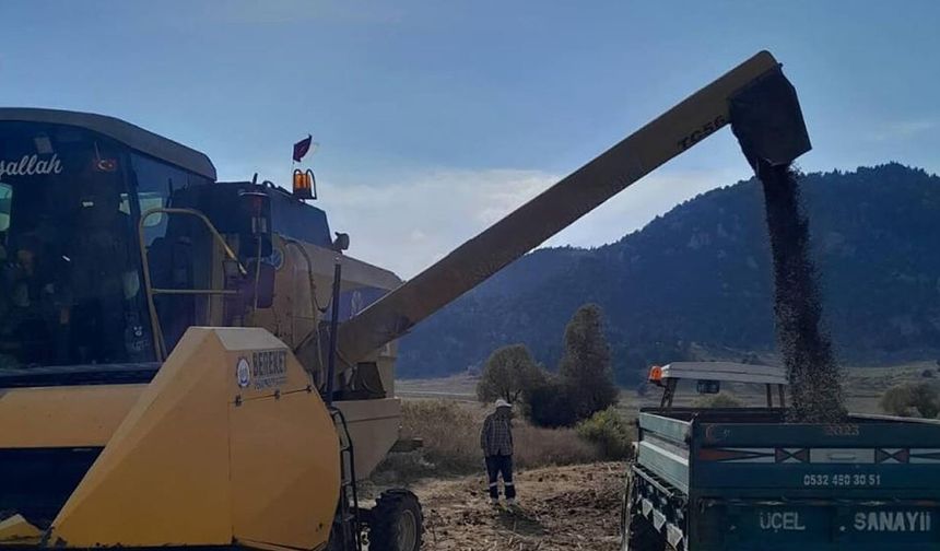 Kahramanmaraş’ta Ayçiçeği Hasadı Başladı: Andırın’da Tarlalar Hareketlendi