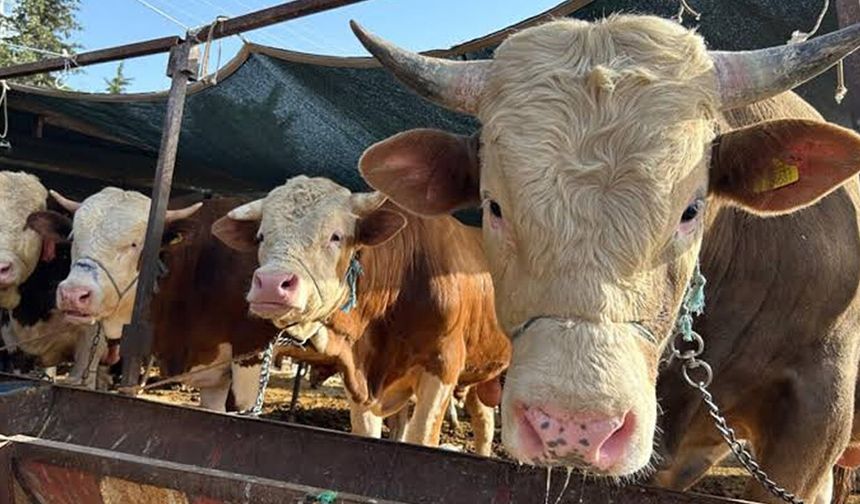 Kahramanmaraş’ta besilik erkek sığır başvuruları başladı: Kontenjan belli oldu
