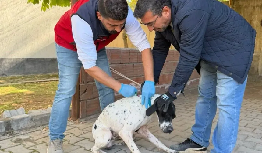 Kahramanmaraş'ta evcil hayvanı olanlar dikkat: 230 hayvana birden yapıldı!